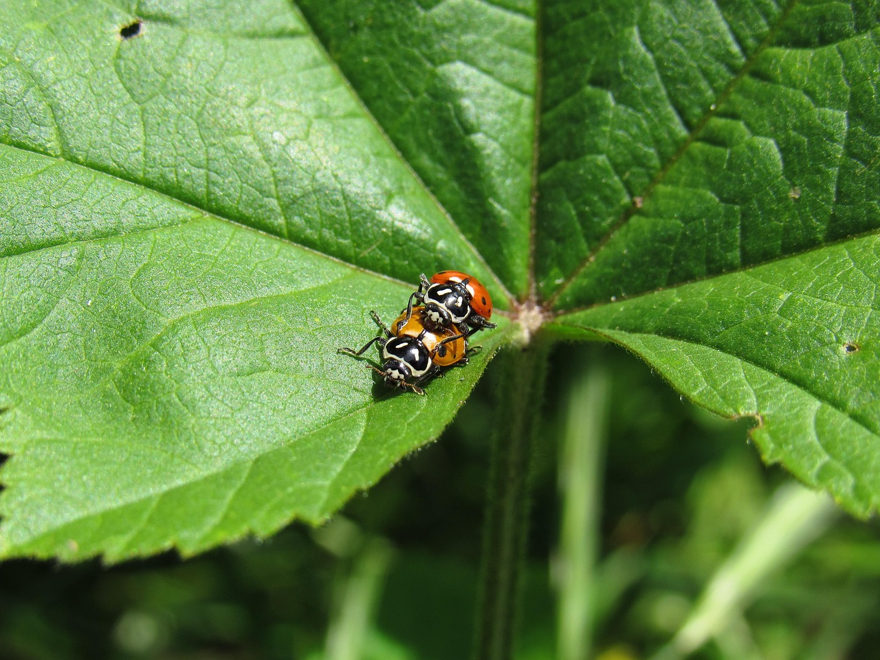 爱喜蓝指南针爆珠:翻页相册详情下载教程app